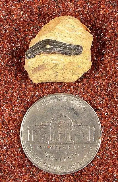 Dokumentasi USNM V13199 dengan identifikasi pada sumber Venustodus variabilis. Isi dan label gambar dipertahankan.