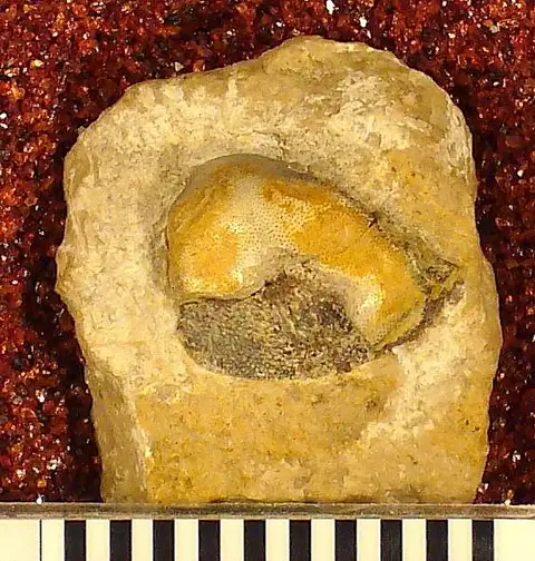 Dokumentasi USNM V13023 dengan identifikasi pada sumber Psephodus latus. Isi dan label gambar dipertahankan.