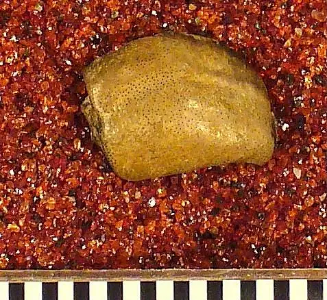 Dokumentasi USNM V12993 dengan identifikasi pada sumber Psephodus obliquus. Isi dan label gambar dipertahankan.