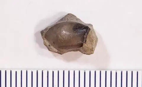 Dokumentasi USNM V13020 dengan identifikasi pada sumber Psephodus symmetricus. Isi dan label gambar dipertahankan.