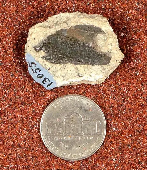 Dokumentasi USNM V13055 dengan identifikasi pada sumber Vaticinodus discrepans. Isi dan label gambar dipertahankan.