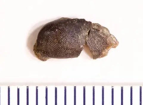 Dokumentasi USNM V13056 dengan identifikasi pada sumber Vaticinodus similis. Isi dan label gambar dipertahankan.