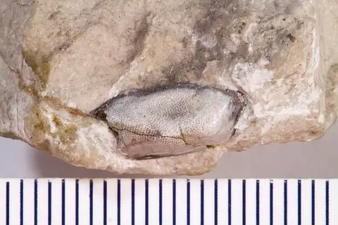 Dokumentasi USNM V13052 dengan identifikasi pada sumber Vaticinodus simplex. Isi dan label gambar dipertahankan.