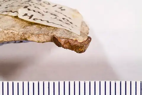 Dokumentasi USNM V13014 dengan identifikasi pada sumber Deltodopsis exornatus. Isi dan label gambar dipertahankan.
