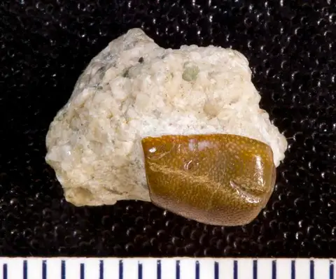 Dokumentasi USNM V13029 dengan identifikasi pada sumber Stenopterodus planus. Isi dan label gambar dipertahankan.