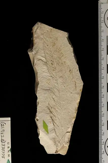 Dokumentasi USNM PAL219128 dengan identifikasi pada sumber Tetracera patagonica. Isi dan label gambar dipertahankan.