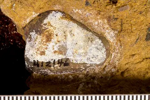 Dokumentasi USNM PAL412146 dengan identifikasi pada sumber Deltodus cingulatus. Isi dan label gambar dipertahankan.