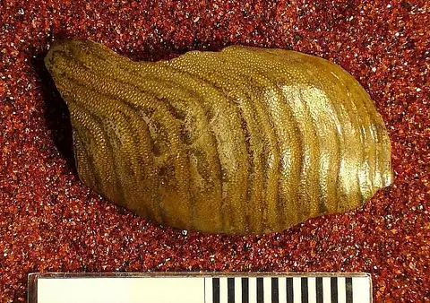 Dokumentasi USNM V13547 dengan identifikasi pada sumber Deltodus fasciatus. Isi dan label gambar dipertahankan.