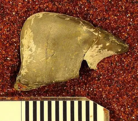 Dokumentasi USNM V13092 dengan identifikasi pada sumber Deltodus intermedius. Isi dan label gambar dipertahankan.