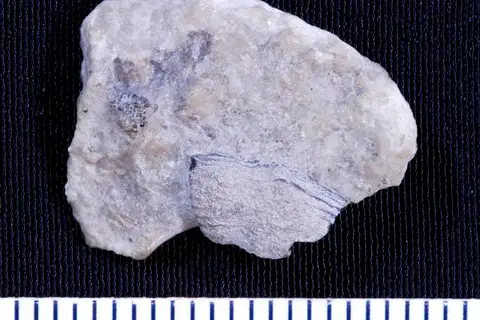 Dokumentasi USNM V13104 dengan identifikasi pada sumber Chitonodus liratus. Isi dan label gambar dipertahankan.