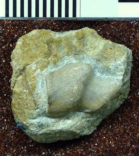 Dokumentasi USNM V13000 dengan identifikasi pada sumber Chitonodus springeri. Isi dan label gambar dipertahankan.