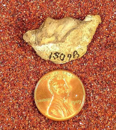 Dokumentasi USNM V13078 dengan identifikasi pada sumber Poecilodus springeri. Isi dan label gambar dipertahankan.