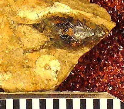 Dokumentasi USNM V13079 dengan identifikasi pada sumber Poecilodus varsoviensis. Isi dan label gambar dipertahankan.