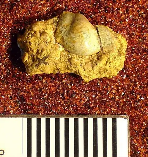 Dokumentasi USNM V13059 dengan identifikasi pada sumber Cochliodus leidyi. Isi dan label gambar dipertahankan.