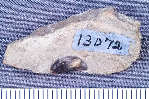 Dokumentasi USNM V13072 dengan identifikasi pada sumber Deltoptychius varsoviensis. Isi dan label gambar dipertahankan.