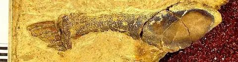 Dokumentasi USNM V13068 dengan identifikasi pada sumber Deltoptychius wachsmuthi. Isi dan label gambar dipertahankan.