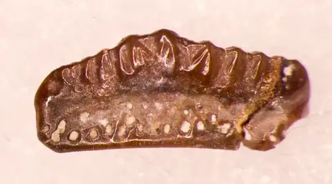 Dokumentasi USNM V13106 dengan identifikasi pada sumber Orodus carinatus. Isi dan label gambar dipertahankan.