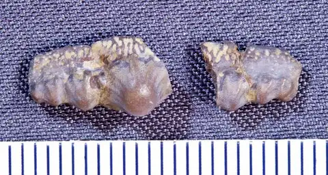 Dokumentasi USNM V13130 dengan identifikasi pada sumber Orodus decussatus. Isi dan label gambar dipertahankan.