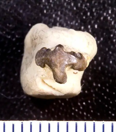 Dokumentasi USNM V13156 dengan identifikasi pada sumber Orodus fastigiatus. Isi dan label gambar dipertahankan.