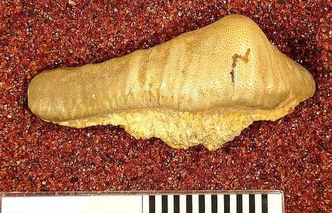 Dokumentasi USNM V13117 dengan identifikasi pada sumber Orodus major. Isi dan label gambar dipertahankan.
