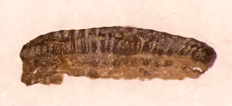 Dokumentasi USNM V13113 dengan identifikasi pada sumber Orodus parvulus. Isi dan label gambar dipertahankan.