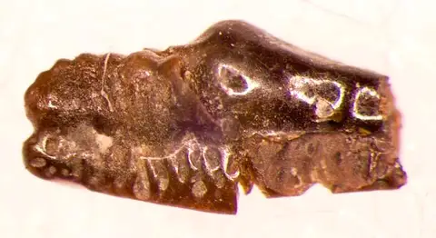 Dokumentasi USNM V13112 dengan identifikasi pada sumber Orodus turgidus. Isi dan label gambar dipertahankan.