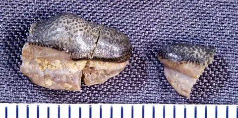 Dokumentasi USNM V13138 dengan identifikasi pada sumber Leiodus calcaratus. Isi dan label gambar dipertahankan.
