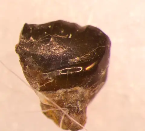Dokumentasi USNM V13217 dengan identifikasi pada sumber Desmiodus ligoniformis. Isi dan label gambar dipertahankan.