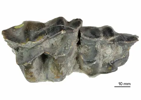 Dokumentasi PV M 2461 dengan identifikasi pada sumber Rhinoceros palaeindicus. Isi dan label gambar dipertahankan.
