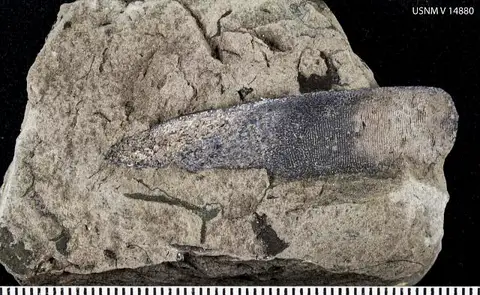 Dokumentasi USNM V14880 dengan identifikasi pada sumber Ptyctodus calceolus. Isi dan label gambar dipertahankan.