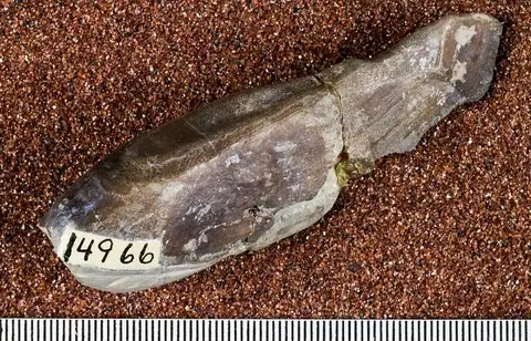 Dokumentasi USNM V14966 dengan identifikasi pada sumber Ptyctodus ferox. Isi dan label gambar dipertahankan.