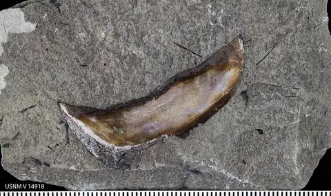 Dokumentasi USNM V14918 dengan identifikasi pada sumber Rhynchodus excavatus. Isi dan label gambar dipertahankan.