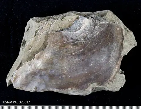 Dokumentasi USNM PAL328017 dengan identifikasi pada sumber Palaeomylus greenei. Isi dan label gambar dipertahankan.