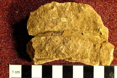 Dokumentasi USNM PAL369918 dengan identifikasi pada sumber Ctenacanthus keokuk. Isi dan label gambar dipertahankan.