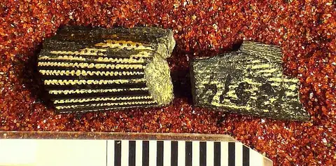 Dokumentasi USNM V13514 dengan identifikasi pada sumber Ctenacanthus pellensis. Isi dan label gambar dipertahankan.