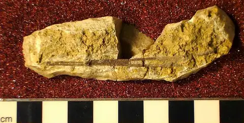 Dokumentasi USNM V13525 dengan identifikasi pada sumber Ctenacanthus pugiunculus. Isi dan label gambar dipertahankan.