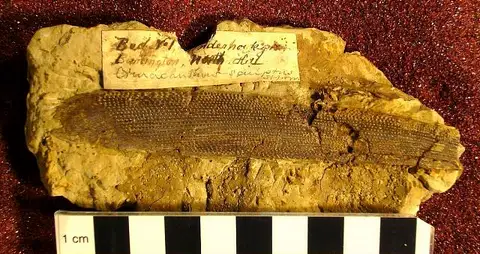 Dokumentasi USNM V13520 dengan identifikasi pada sumber Ctenacanthus sculptus. Isi dan label gambar dipertahankan.
