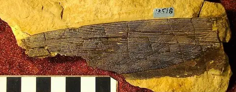 Dokumentasi USNM V13518 dengan identifikasi pada sumber Ctenacanthus speciosus. Isi dan label gambar dipertahankan.