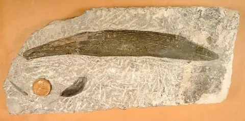 Dokumentasi USNM V3391 dengan identifikasi pada sumber Ctenacanthus xiphias. Isi dan label gambar dipertahankan.