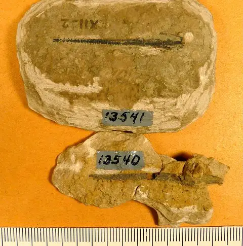 Dokumentasi USNM V13540 dengan identifikasi pada sumber Marracanthus rectus. Isi dan label gambar dipertahankan.