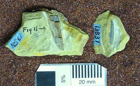Dokumentasi USNM V13531 dengan identifikasi pada sumber Acondylacanthus gracilis. Isi dan label gambar dipertahankan.