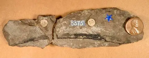 Dokumentasi USNM V8375 dengan identifikasi pada sumber Ctenacanthus gracillimus. Isi dan label gambar dipertahankan.