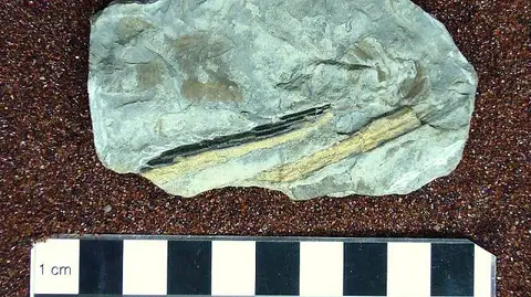 Dokumentasi USNM V14061 dengan identifikasi pada sumber Acondylacanthus mudgianus. Isi dan label gambar dipertahankan.