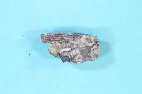Dokumentasi USNM V13527 dengan identifikasi pada sumber Asteroptychius tenuis. Isi dan label gambar dipertahankan.