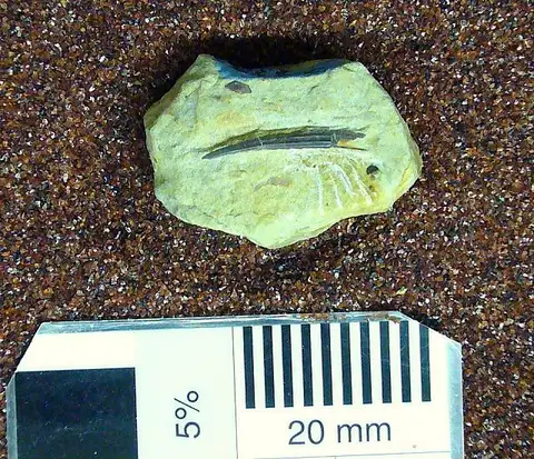 Dokumentasi USNM V13522 dengan identifikasi pada sumber Asteroptychius vetustus. Isi dan label gambar dipertahankan.