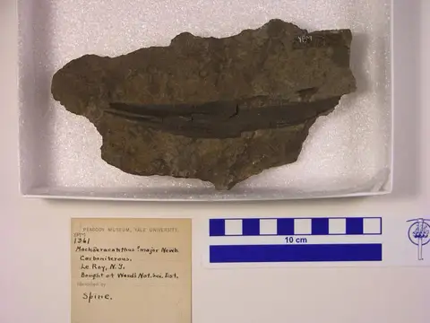 Dokumentasi YPM VP 001361 dengan identifikasi pada sumber Machaeracanthus major. Isi dan label gambar dipertahankan.