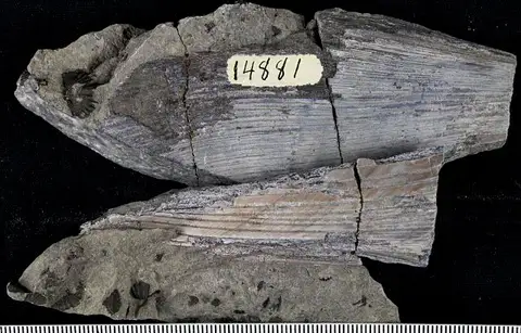 Dokumentasi USNM V14881 dengan identifikasi pada sumber Gamphacanthus uddeni. Isi dan label gambar dipertahankan.