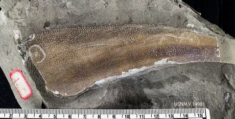 Dokumentasi USNM V14981 dengan identifikasi pada sumber Phlyctaenacanthus telleri. Isi dan label gambar dipertahankan.
