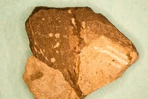 Dokumentasi USNM V13552 dengan identifikasi pada sumber Physonemus carinatus. Isi dan label gambar dipertahankan.