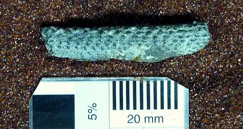 Dokumentasi USNM V13536 dengan identifikasi pada sumber Batacanthus baculiformis. Isi dan label gambar dipertahankan.